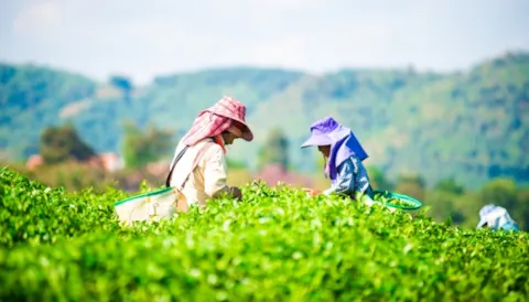 Corporate Sustainability Due Diligence Directive (CS3D)