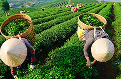 Human rights guidelines and references