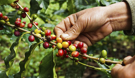 Responsible Supply Chain Process Certification