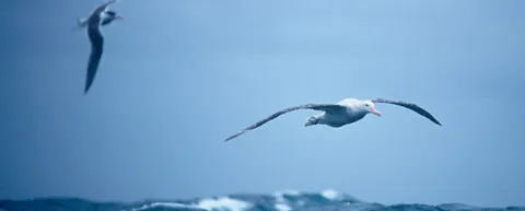 Seagull
