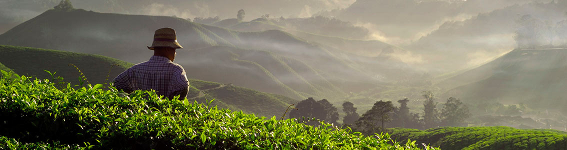 Sustainable sourcing services by DNV GL